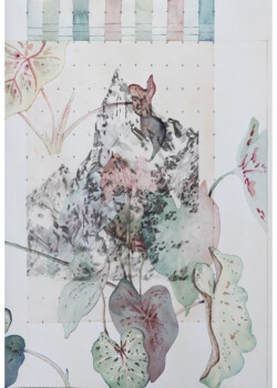 Caladium I stylo, aquarelle et papier transfert, 35 x 60 cm, 2023 © Floriane Musseau